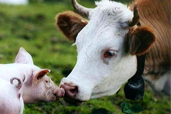 На Тернопільщині селяни-індивідуали масово вирізують худобу