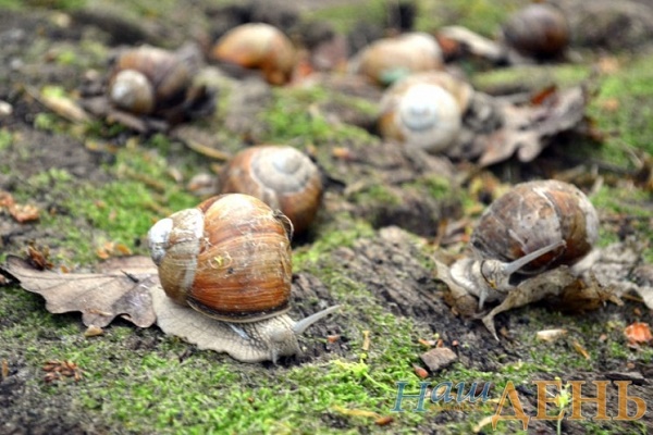 Як тернопільські равлики мандрують до Європи (ФОТО)