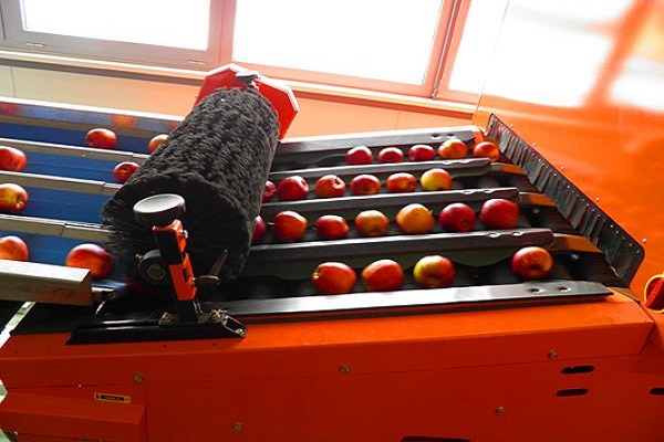 Першу в Україні сортувальну лінію фруктів встановлять на Тернопільщині