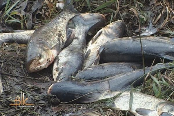 Чому загинула риба в тернопільському ставі