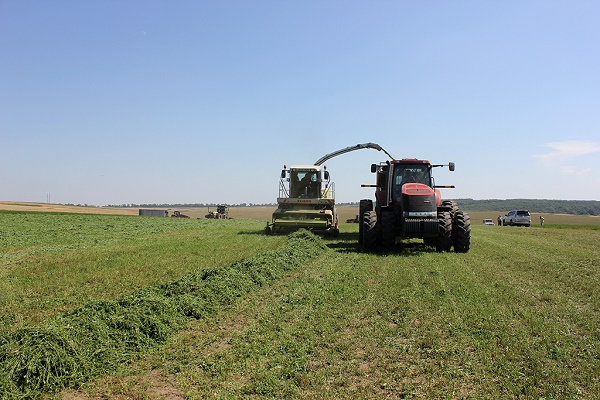 Врожайність люцерни на полях «Бучачагрохлібпрому» вражає навіть досвідчених агрономів
