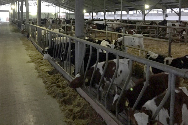 В Бучацькому районі відкрили нову лінію тваринницького комплексу