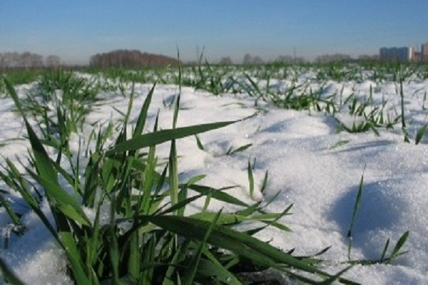 Тернопільщина може залишитись без хліба