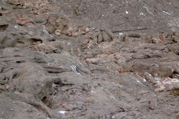 На Тернопільщині активісти знайшли «могильник» мертвих свиней просто неба (Фото)