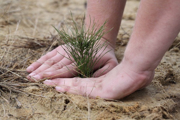 На Тернопільщині висадять 600 гектарів лісів