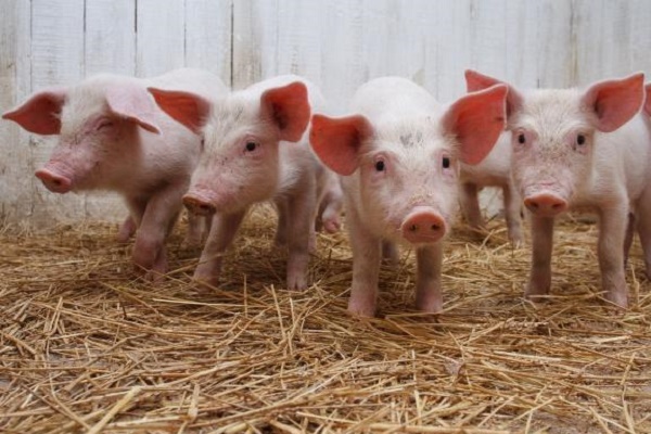 Прийнято рішення  про закриття репродуктора ТОВ «Агро-Ланівці» на реконструкцію